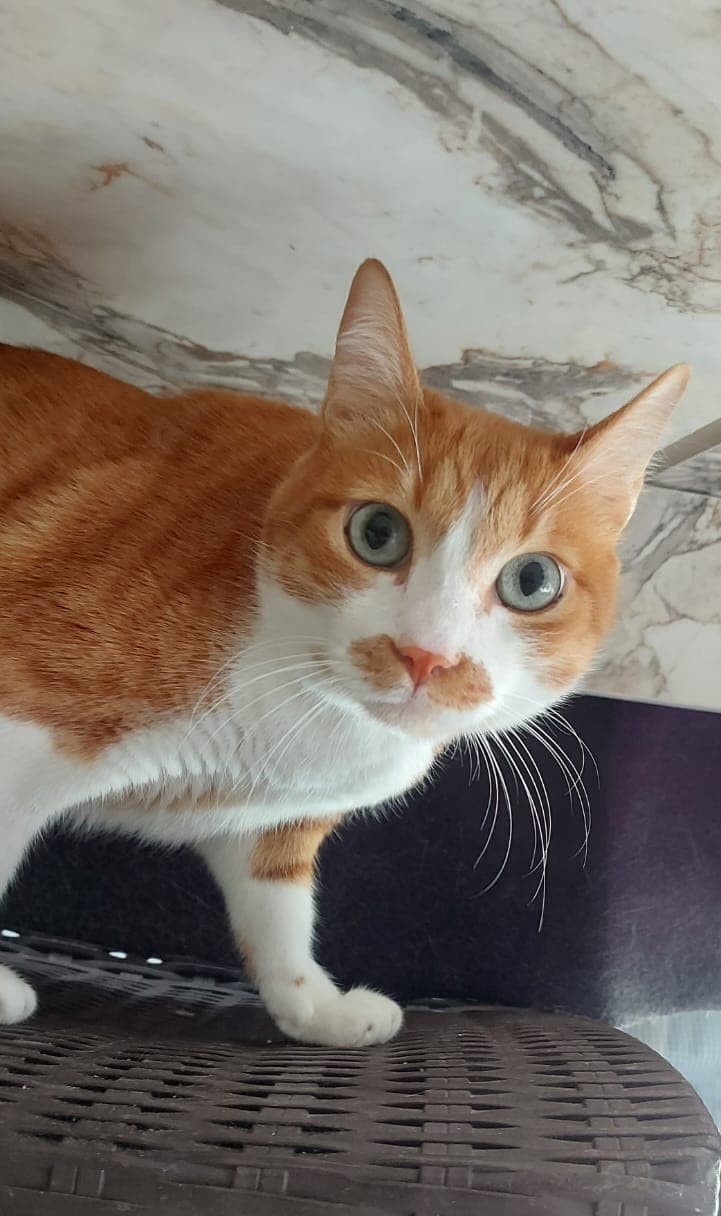 Cat at Paws Haven Lebanon cat boarding